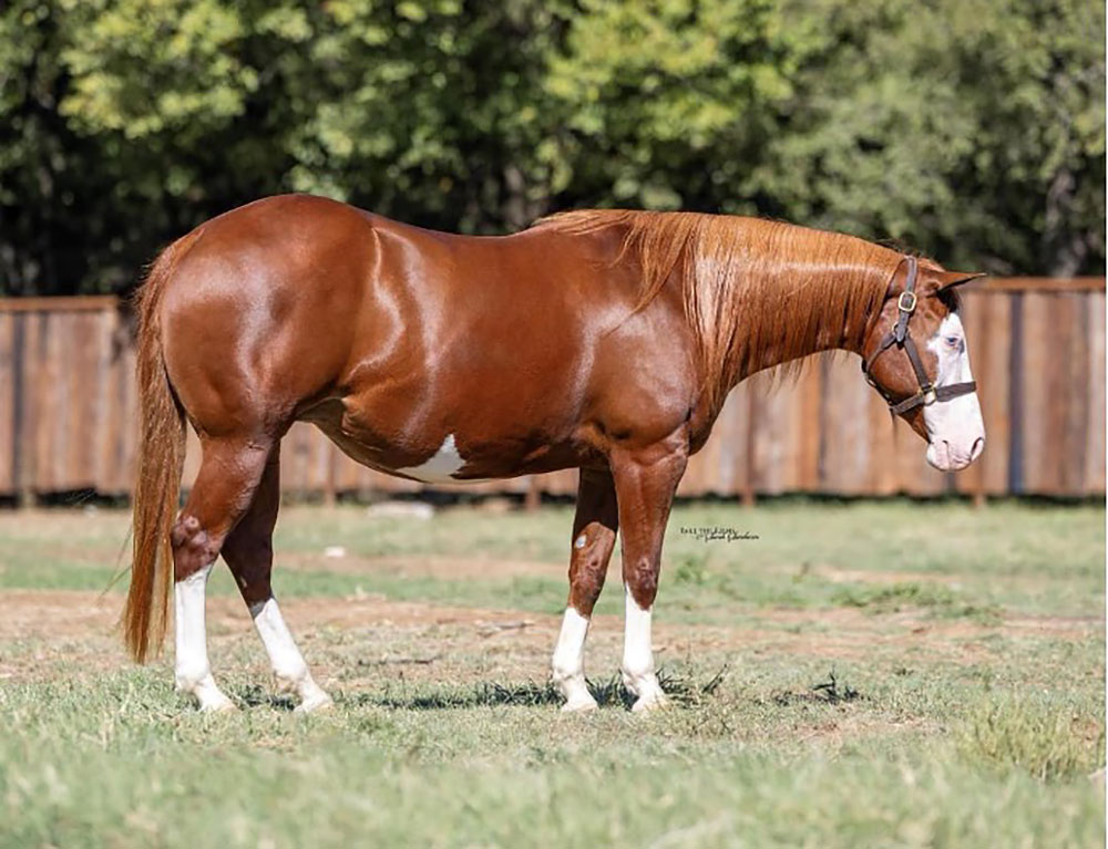 Picture of the horse, Chick Out These Guns