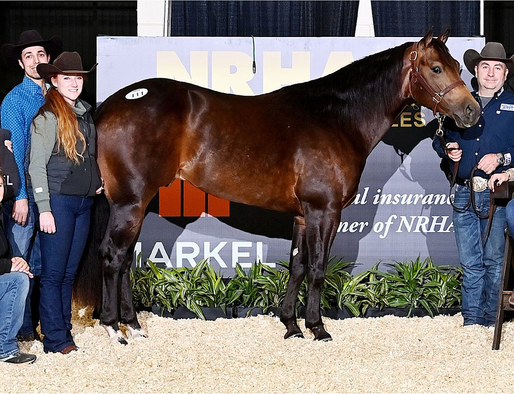 Horse, Daytona Five Hundred at a sale