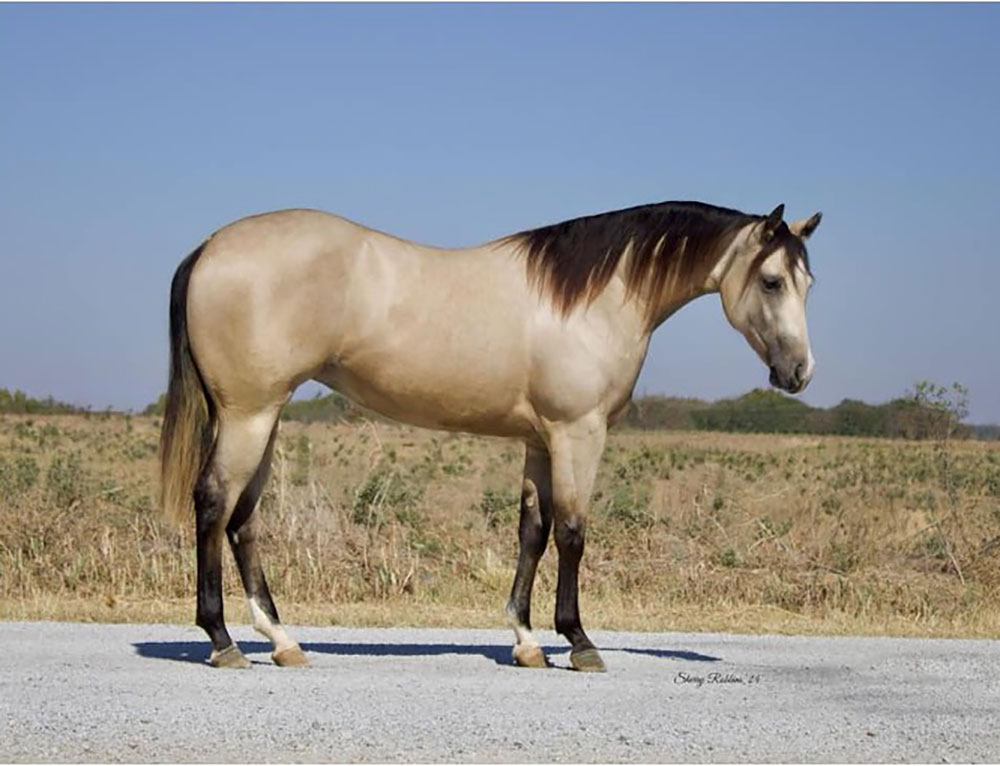 Horse, Dolittles Top Spook at a sale